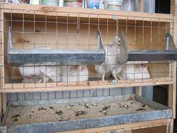 Какие особенности клеток для бройлеров: на что обратить внимание