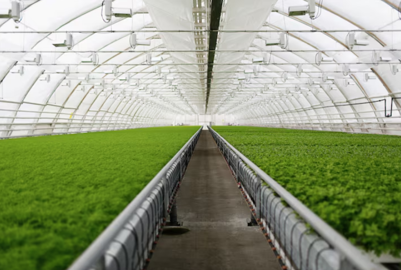 Промышленные и фермерские теплицы: как выбрать и где заказать