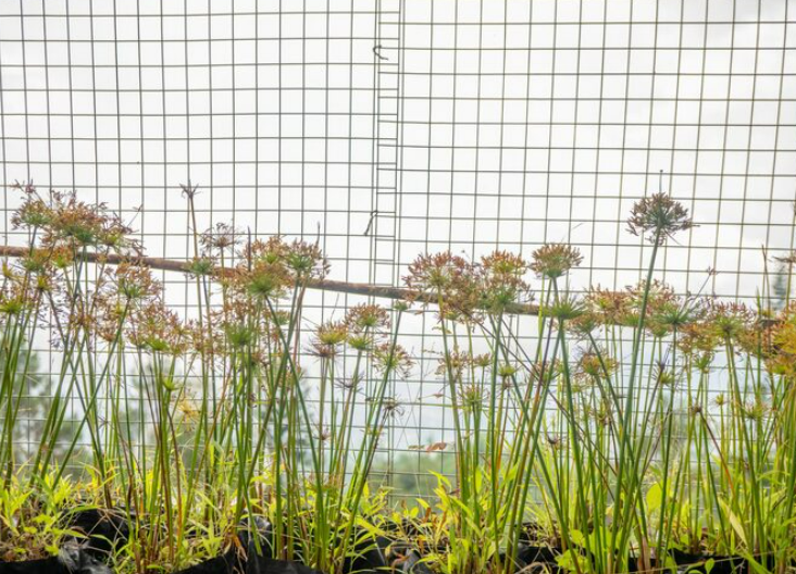 Сетка от грызунов: тонкая преграда, которая спасает дом от зубастых захватчиков