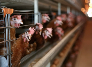 Вирусолог рассказал о мерах профилактики птичьего гриппа