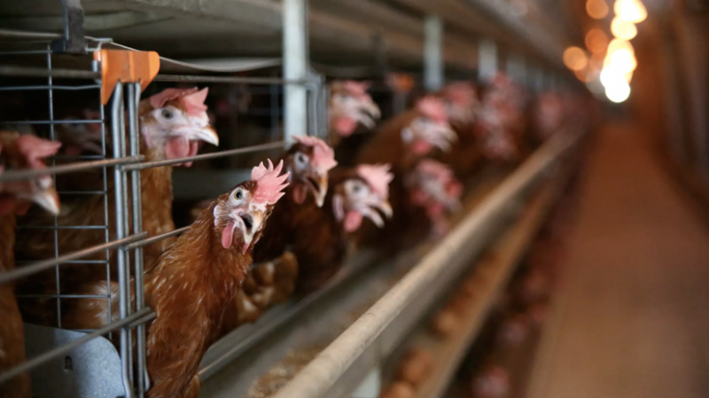 Вирусолог рассказал о мерах профилактики птичьего гриппа