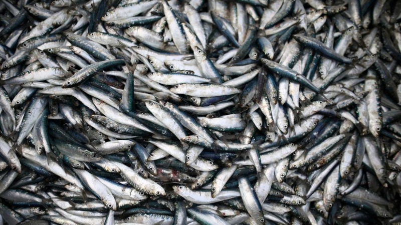 Росрыболовство опровергло данные о возможном подорожании сардин иваси