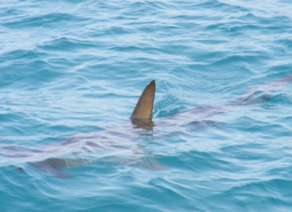 Мужчина погиб в результате нападения акулы у берегов Новой Каледонии