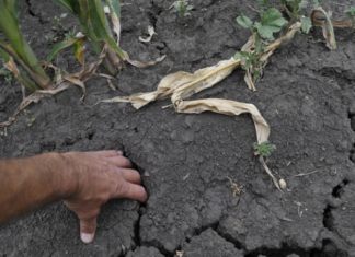 В Гидрометцентре назвали регионы, которым грозит летняя засуха