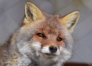 В Саратове введён карантин из-за бешенства лисы