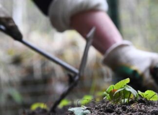 Дачникам грозит штраф за сорняки на участке