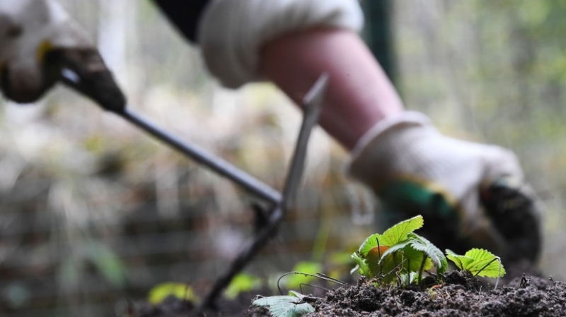 Дачникам грозит штраф за сорняки на участке