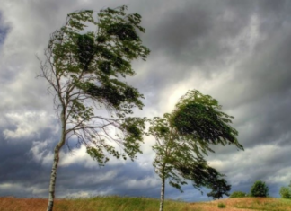 МЧС предупредило о ветре до 20 м/с в Подмосковье 6 мая