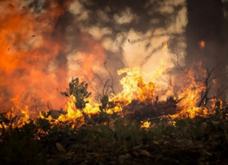 Режим ЧС вводится с 11 мая в лесах Тюменской области