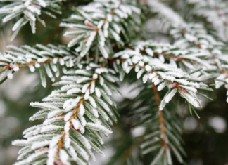 Синоптики предупредили о заморозках в Подмосковье