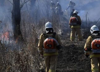 В России за сутки потушили 136 лесных пожаров