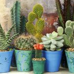 Чем отличаются кактусы от суккулентов: что лучше выбрать для дома