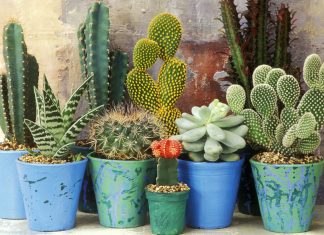 Чем отличаются кактусы от суккулентов: что лучше выбрать для дома