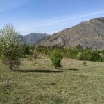 Покупка земельного участка на Алтае: преимущества