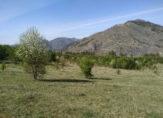 Покупка земельного участка на Алтае: преимущества