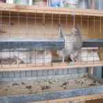 Какие особенности клеток для бройлеров: на что обратить внимание