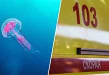 «Мы молились день и ночь»: бабушка погибшего от отравления ядом медузы в Малайзии мальчика рассказала о трагедии