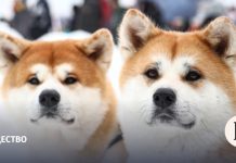 Белый дом поддержал обязательный учет и маркировку домашних животных