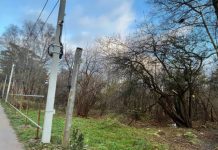 Компании Качановича разрешили вырубить 393 дерева для строительства гостиничного комплекса в Светлогорске