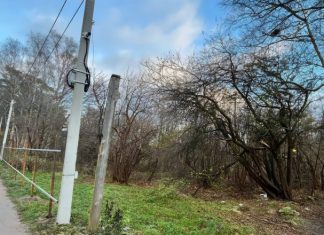 Компании Качановича разрешили вырубить 393 дерева для строительства гостиничного комплекса в Светлогорске