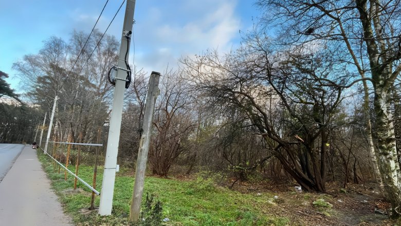 Компании Качановича разрешили вырубить 393 дерева для строительства гостиничного комплекса в Светлогорске