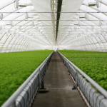 Промышленные и фермерские теплицы: как выбрать и где заказать