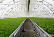 Промышленные и фермерские теплицы: как выбрать и где заказать