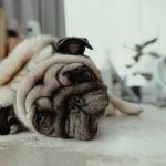 Ночной беспокойный сон у собак и кошек: на что обратить внимание