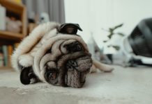 Ночной беспокойный сон у собак и кошек: на что обратить внимание