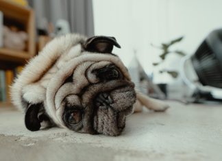 Ночной беспокойный сон у собак и кошек: на что обратить внимание