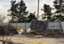 Снова под топор: рядом с Национальным парком вырубили 12 деревьев ради «роскошного» проекта