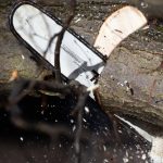 Во время капремонта калининградской улицы вырубят 280 деревьев