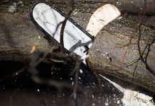 Во время капремонта калининградской улицы вырубят 280 деревьев