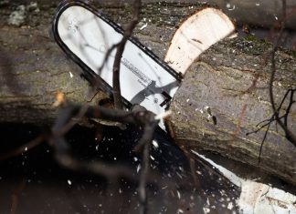 Во время капремонта калининградской улицы вырубят 280 деревьев