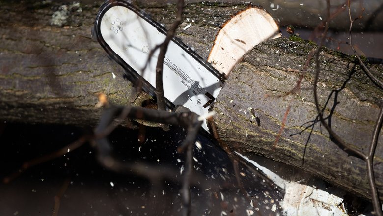 Во время капремонта калининградской улицы вырубят 280 деревьев
