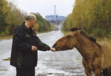 «Человек — это самая большая опасность»: как за 40 лет изменились флора и фауна чернобыльской зоны отчуждения