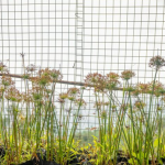 Сетка от грызунов: тонкая преграда, которая спасает дом от зубастых захватчиков