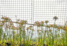 Сетка от грызунов: тонкая преграда, которая спасает дом от зубастых захватчиков