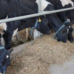 Животноводческий комплекс за $24 млн построят на юге Казахстана