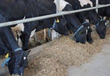 Животноводческий комплекс за $24 млн построят на юге Казахстана