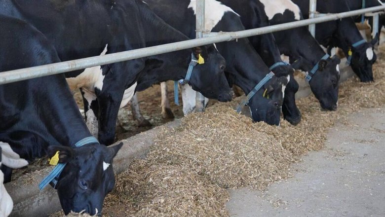 Животноводческий комплекс за  млн построят на юге Казахстана